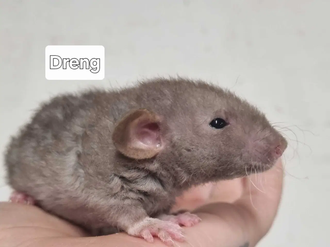 Billede 3 - Dumbo rotteunger