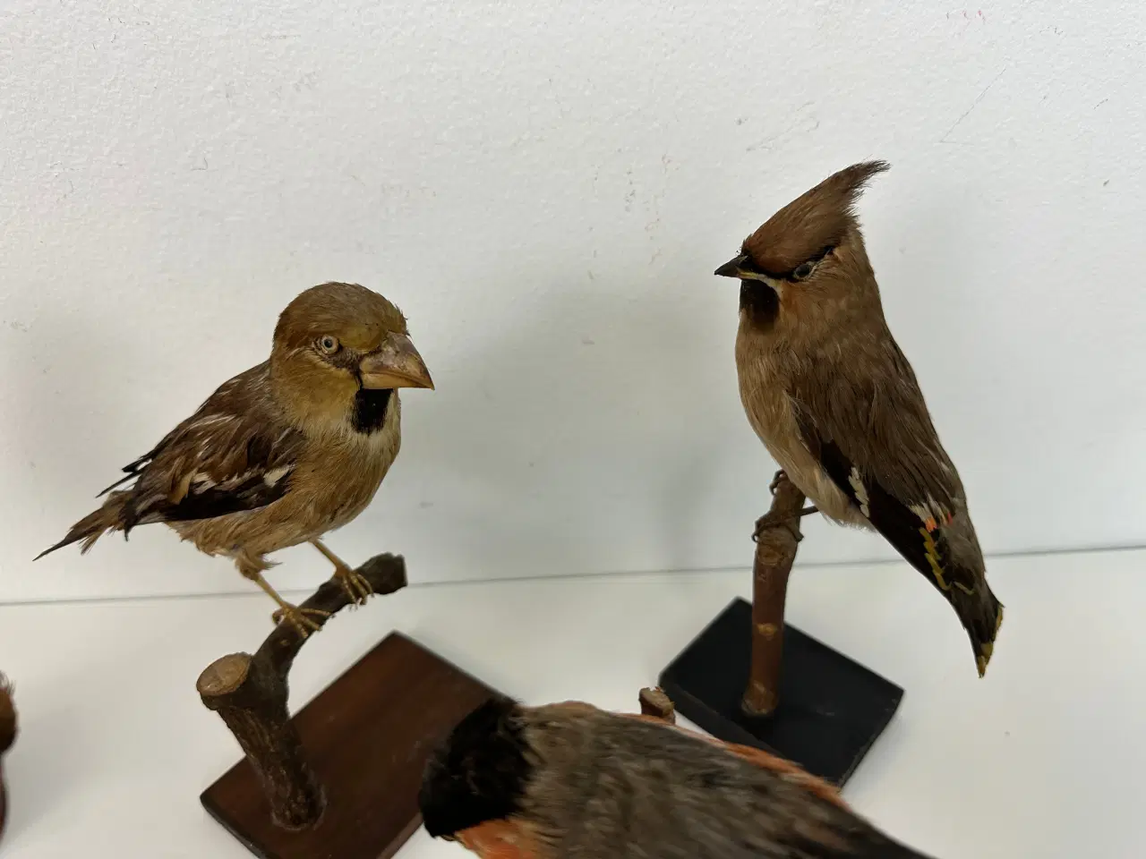 Billede 4 - Div. udstoppede småfugle (400kr pr. stk)