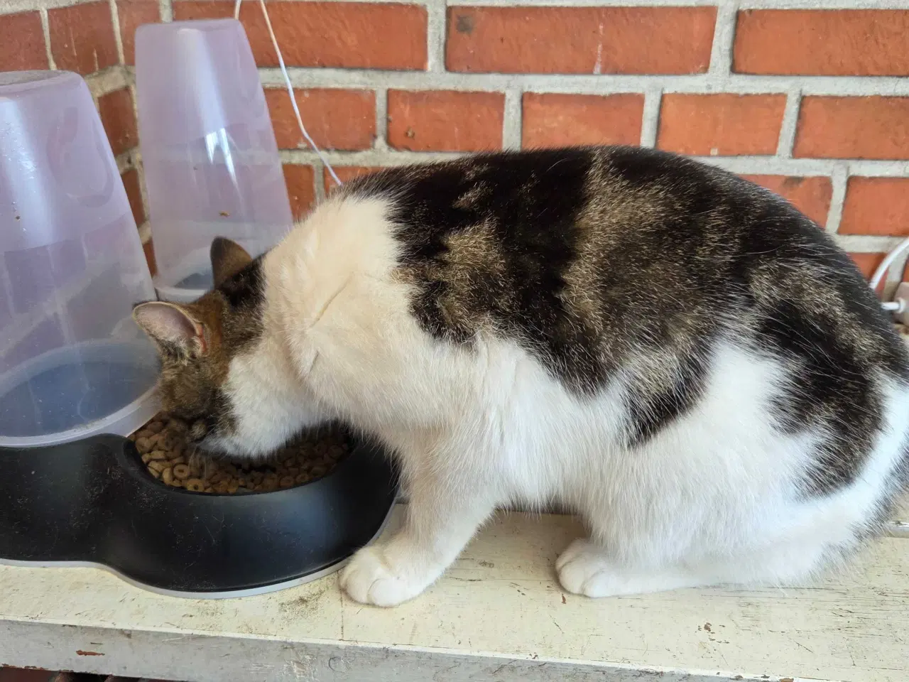 Billede 2 - Sød ude kat søger nyt hjem