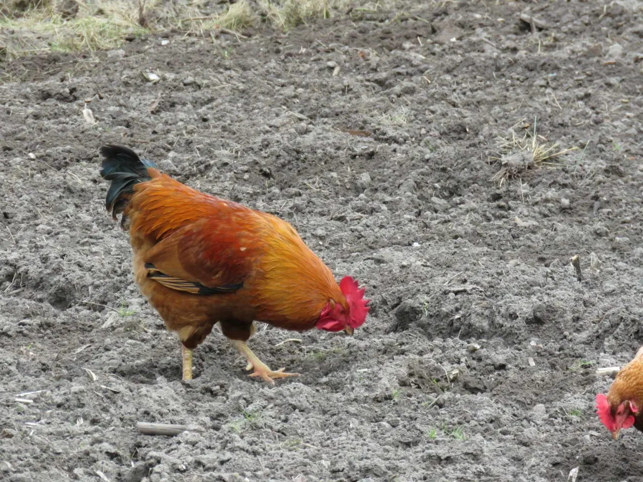 Billede 5 - Haner  blandet racer 