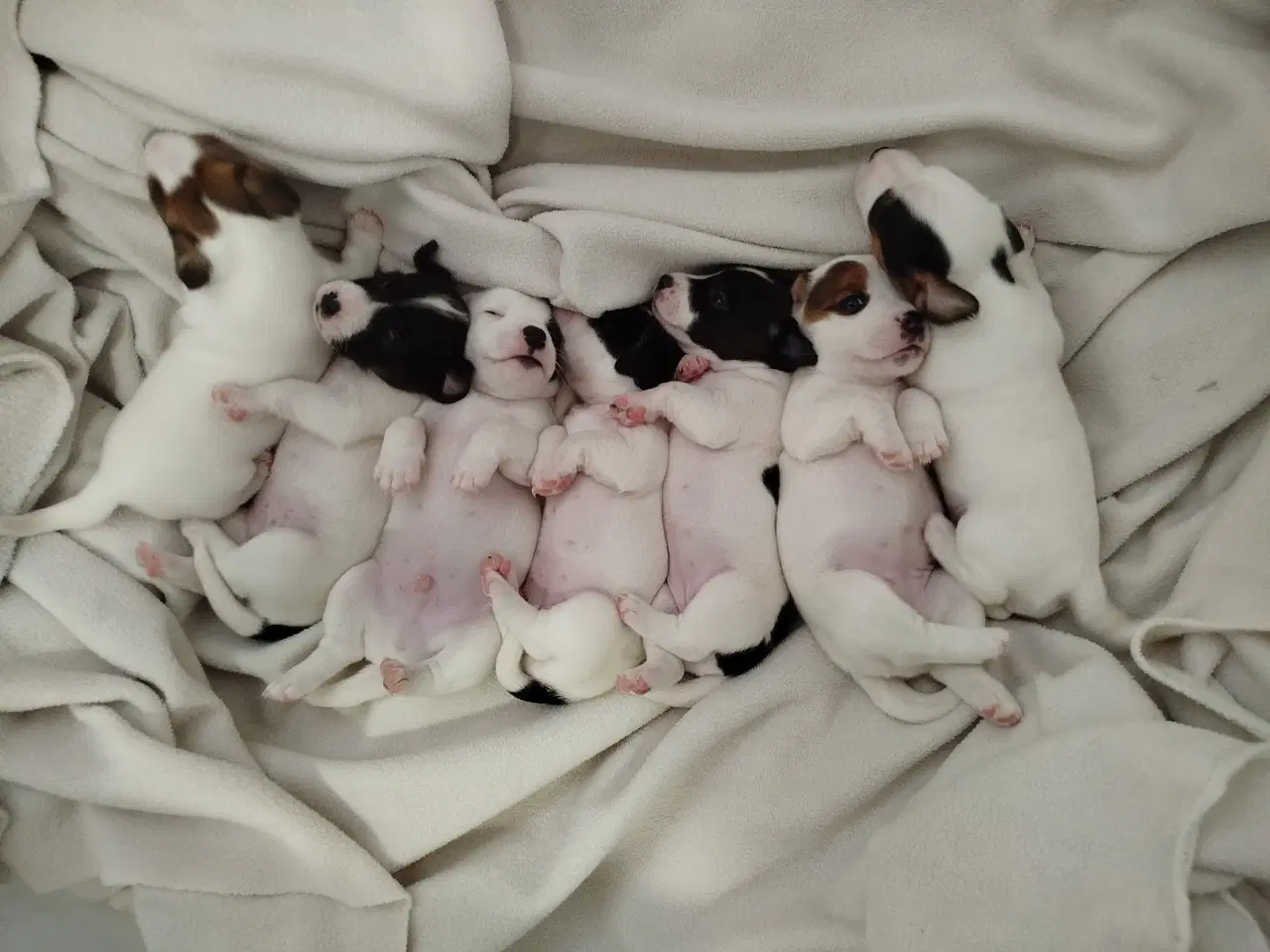 Billede 8 - Jack Russell terrier puppies 