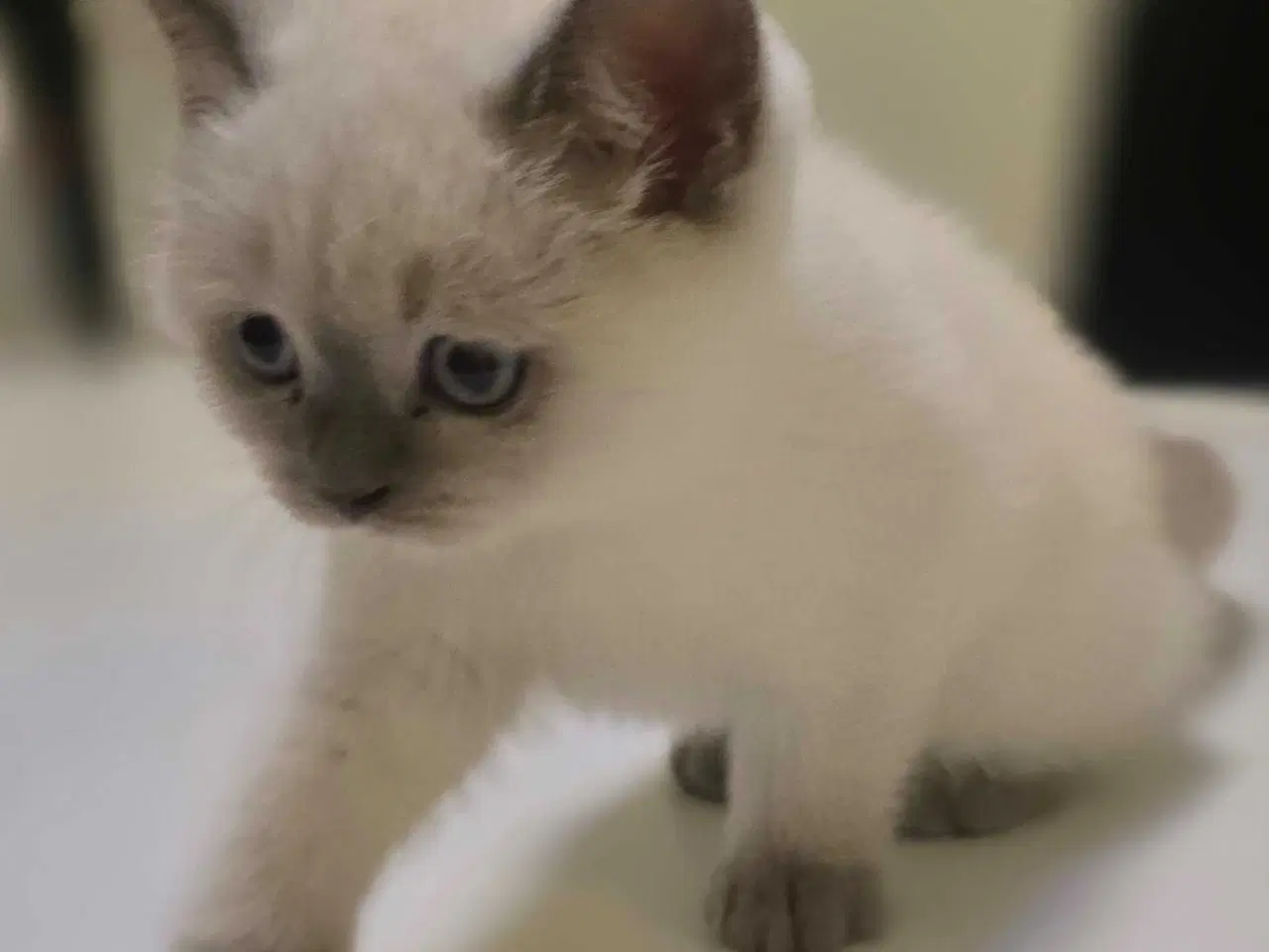 Billede 8 - 3 skønne kattekillinger 