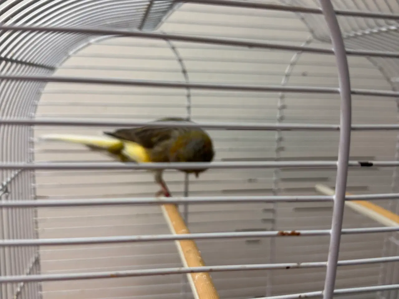 Billede 2 - Han Yorkshire 