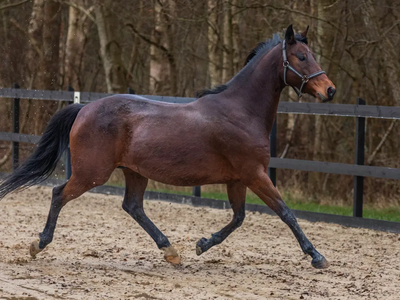 Billede 2 - Hoppe til alv sælges 