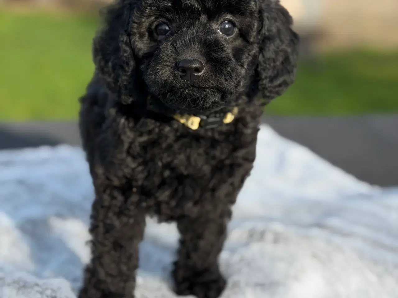 Billede 4 - Mellem Puddel