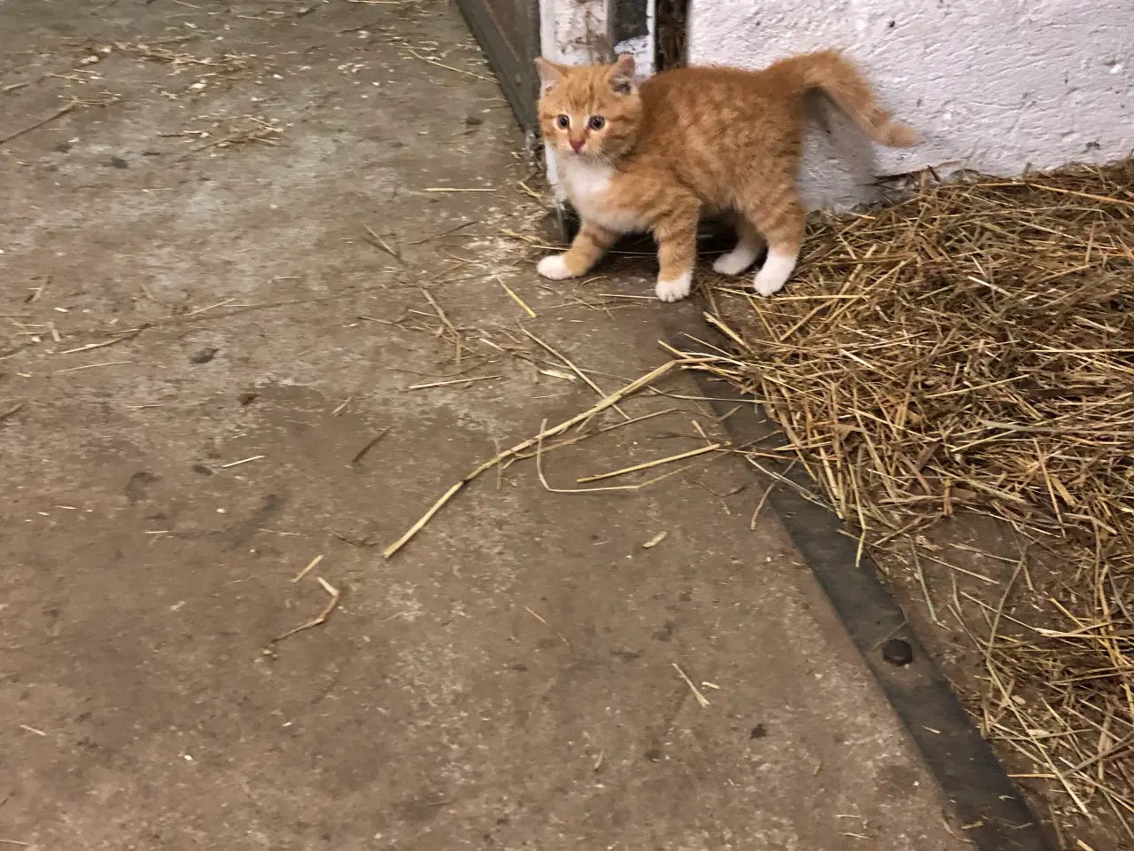 Billede 4 - Killinger