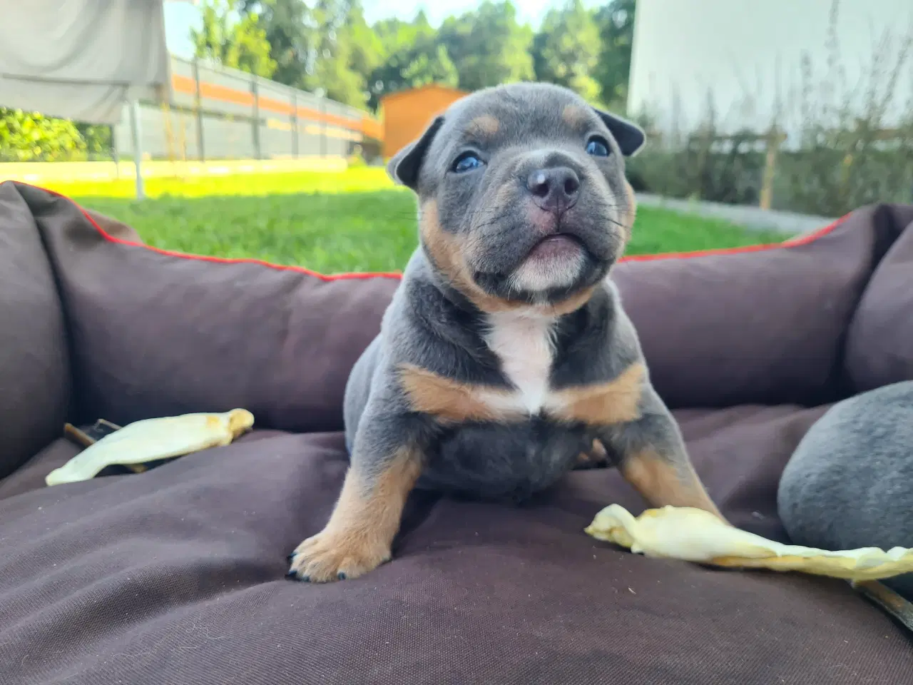 Billede 7 - American Bully Pocket Abkc Dreng 