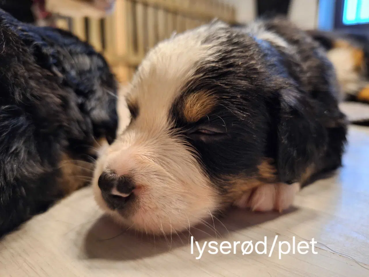 Billede 5 - Bernersenne hvalpe