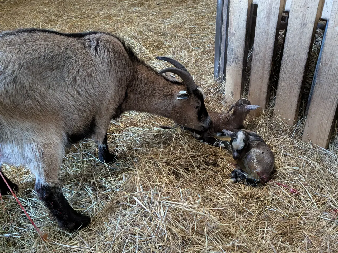 Billede 3 - Dværg geder 