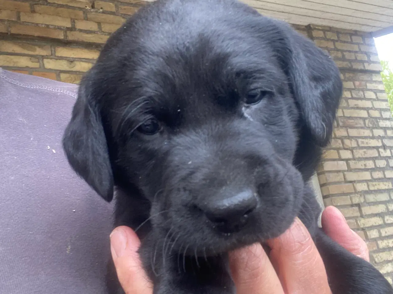 Billede 6 - Labrador hvalpe