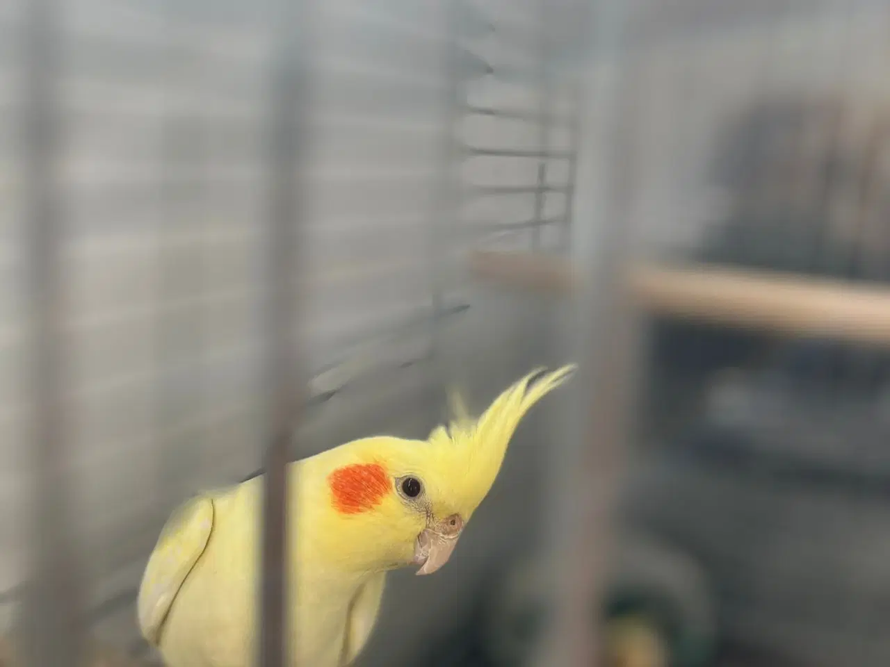 Billede 5 - Gambar Burung, Cockatiel.