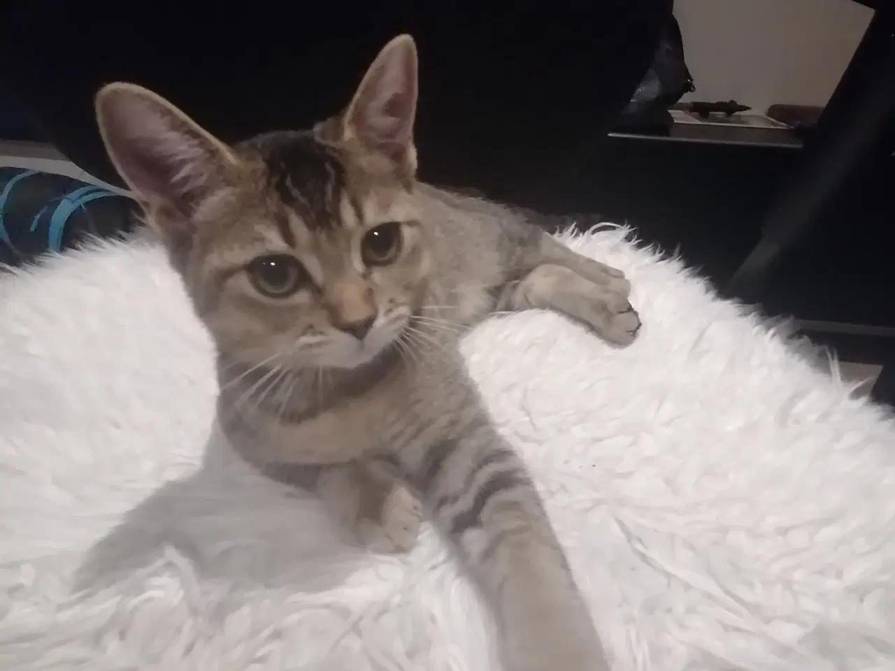 Billede 5 - Killing - Russian Blue/British Shorthair