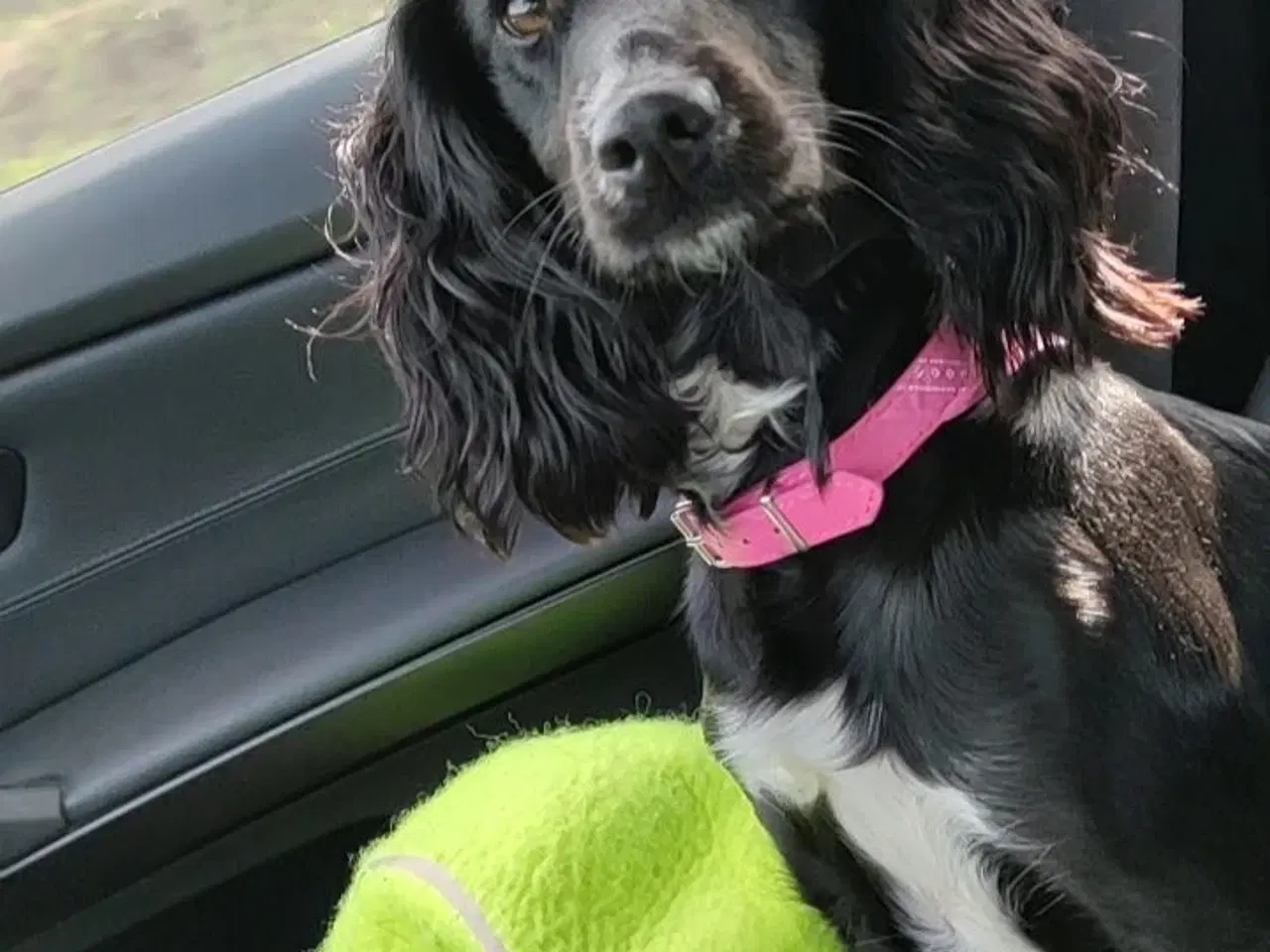 Billede 12 - Ft. Cockerspaniel hvalp 