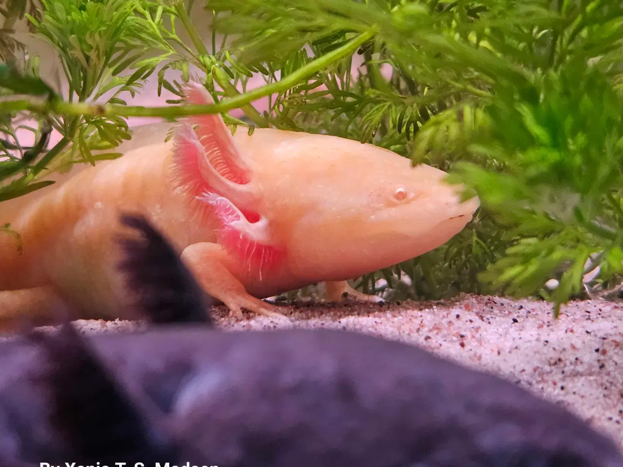 Billede 7 - Axolotl Avlsstamme 