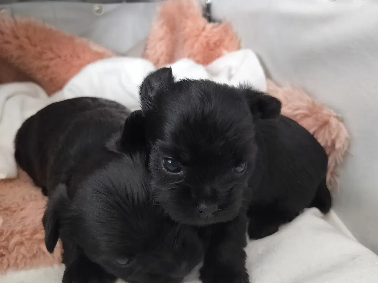 Billede 7 - Skønneste Sorte Yorkshire Terrier