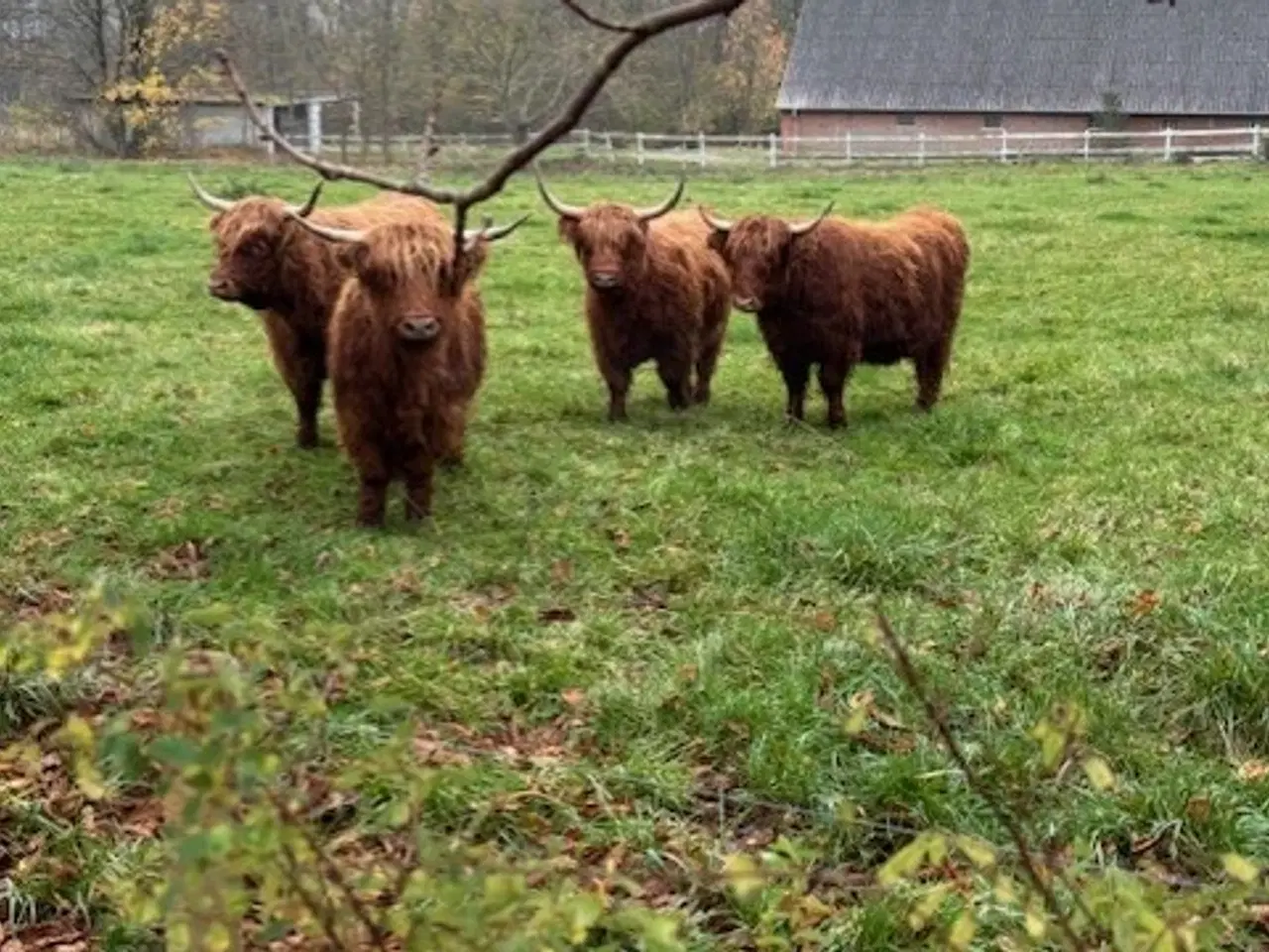 Billede 2 - Økologiske Skotsk Højland, 4 stk. kvier