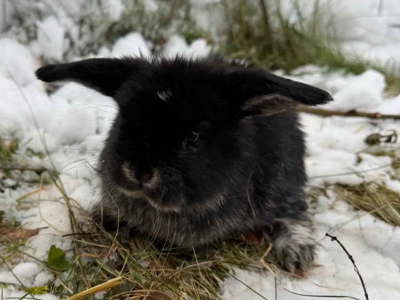 Billede 7 - Dværgvædder unger sælges 