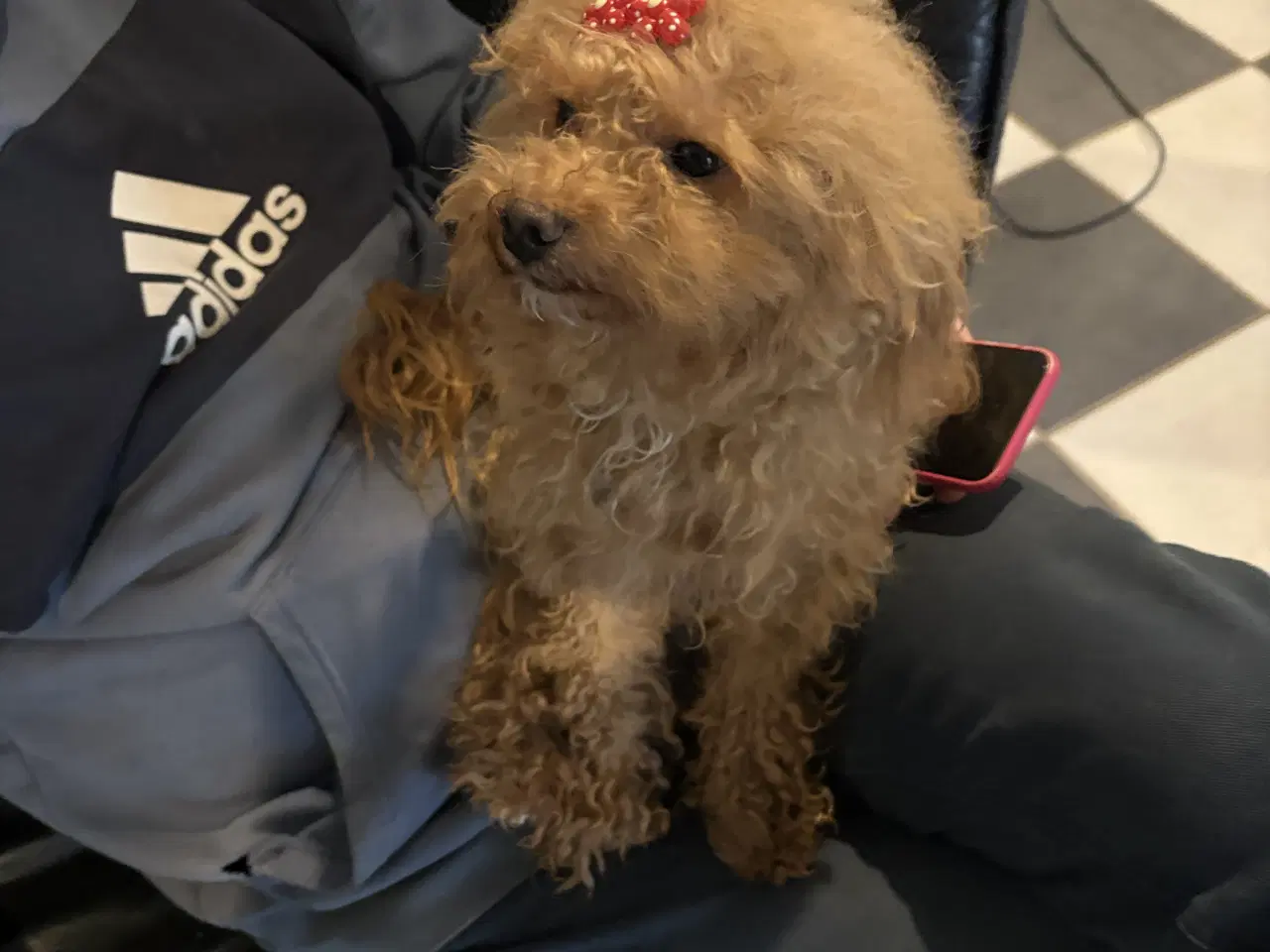 Billede 4 - Sød  miniature/toy Maltipoo salgsklar !