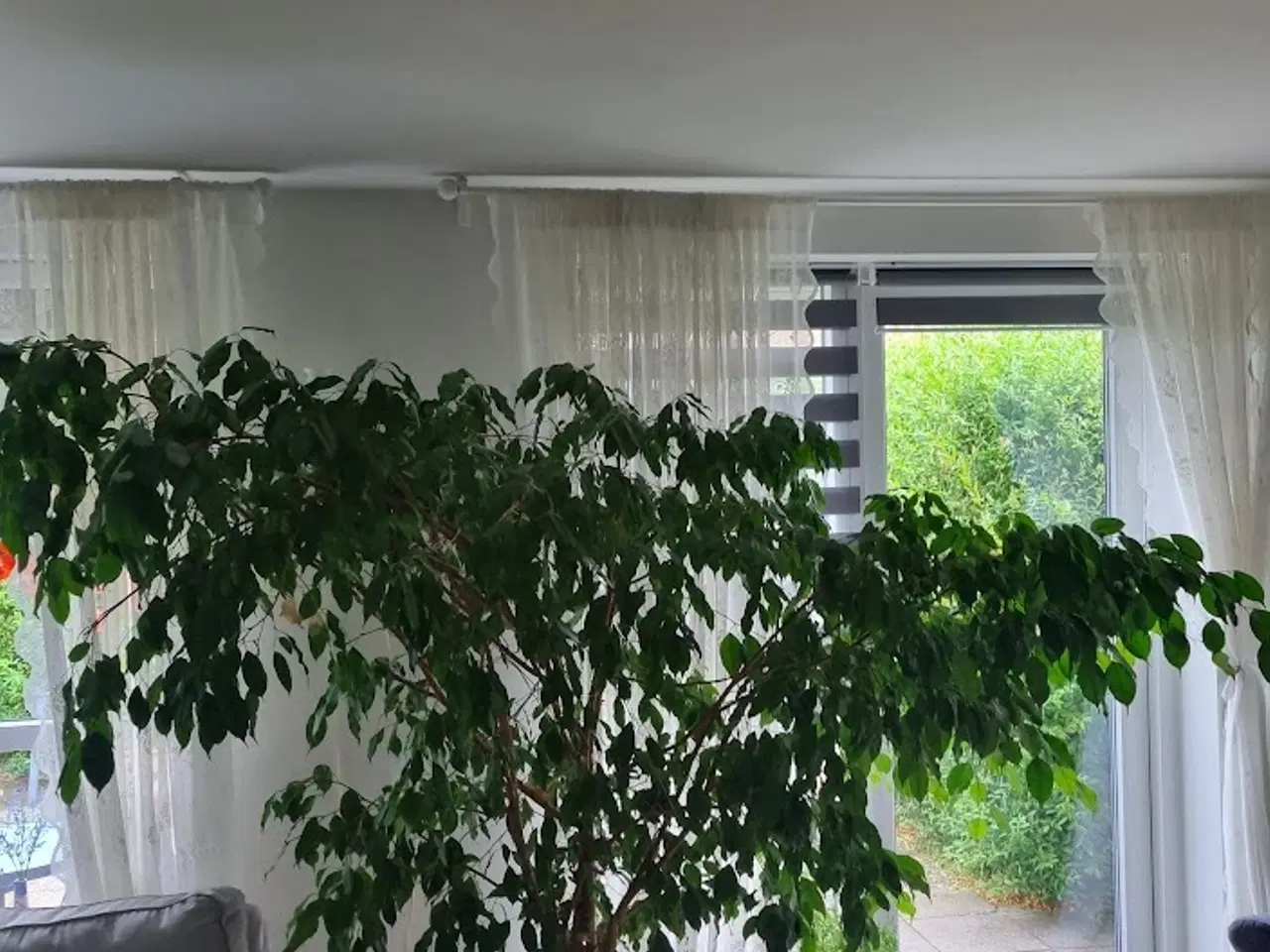 Billede 1 - Stuebirk 2x2 mtr
