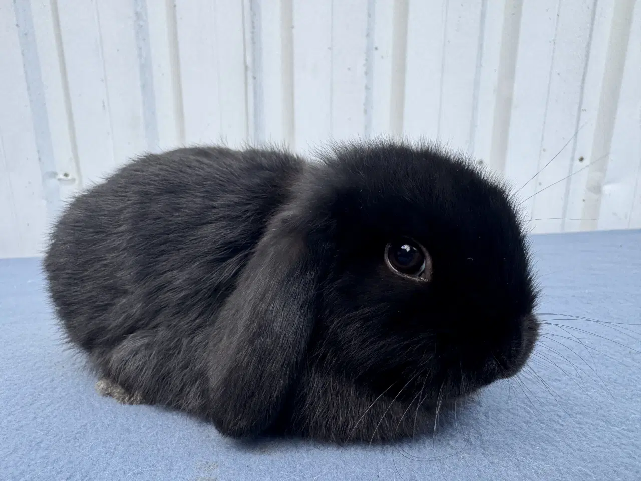 Billede 2 - Dværgvædder hankanin