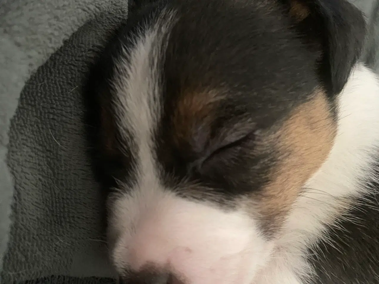 Billede 4 - Jack russel terrier 