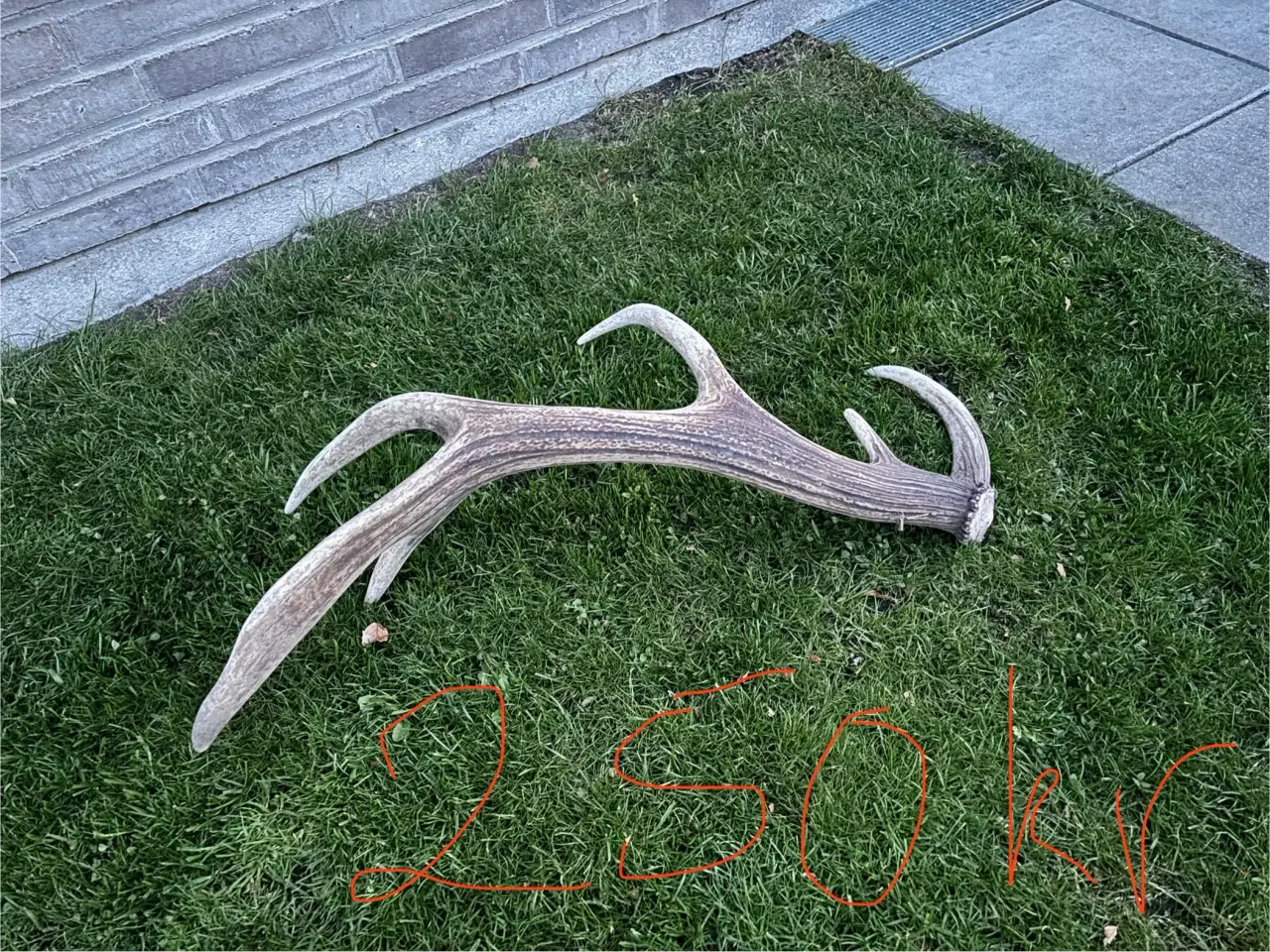 Billede 1 - 7 STK. Kaste stænger fra kronhjorte 250-350 kr.