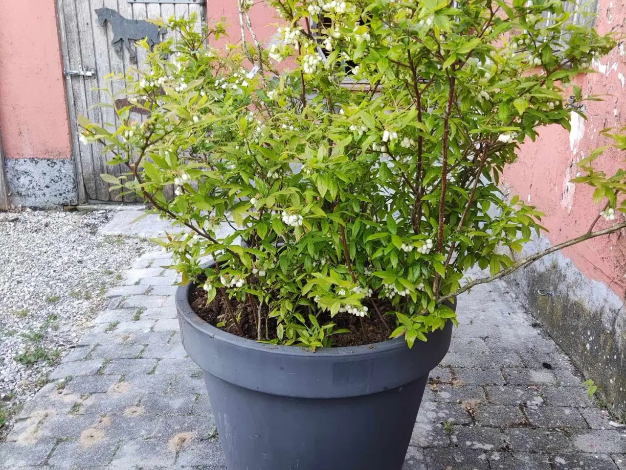 Billede 1 - Blåbær Planter