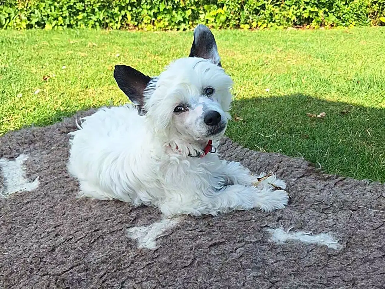 Billede 2 - Chinese Crested powder puff med DKK stambog