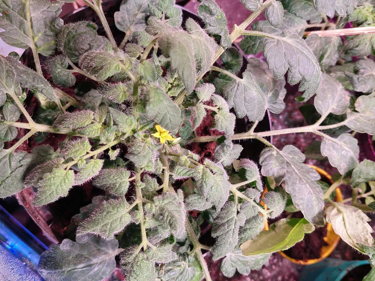 Billede 1 - Tomat Busk