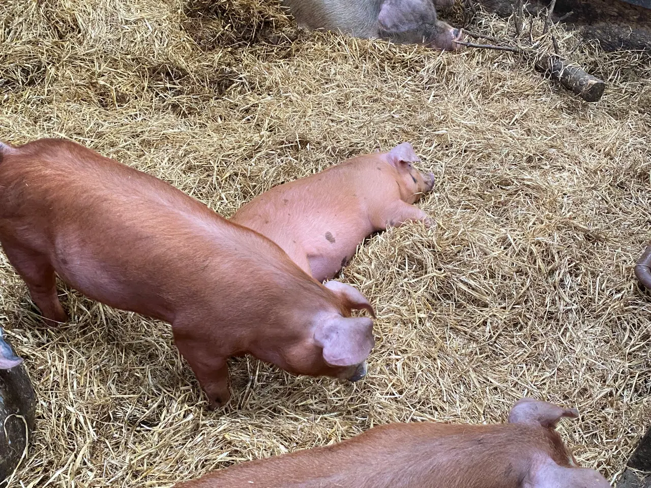 Billede 2 - Duroc grise