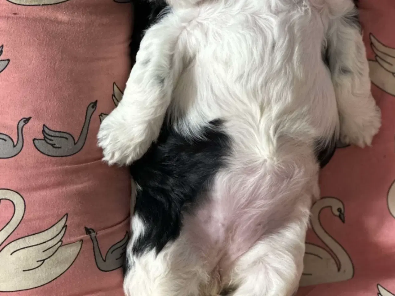 Billede 3 - Labradoodlehvalpe til sommer