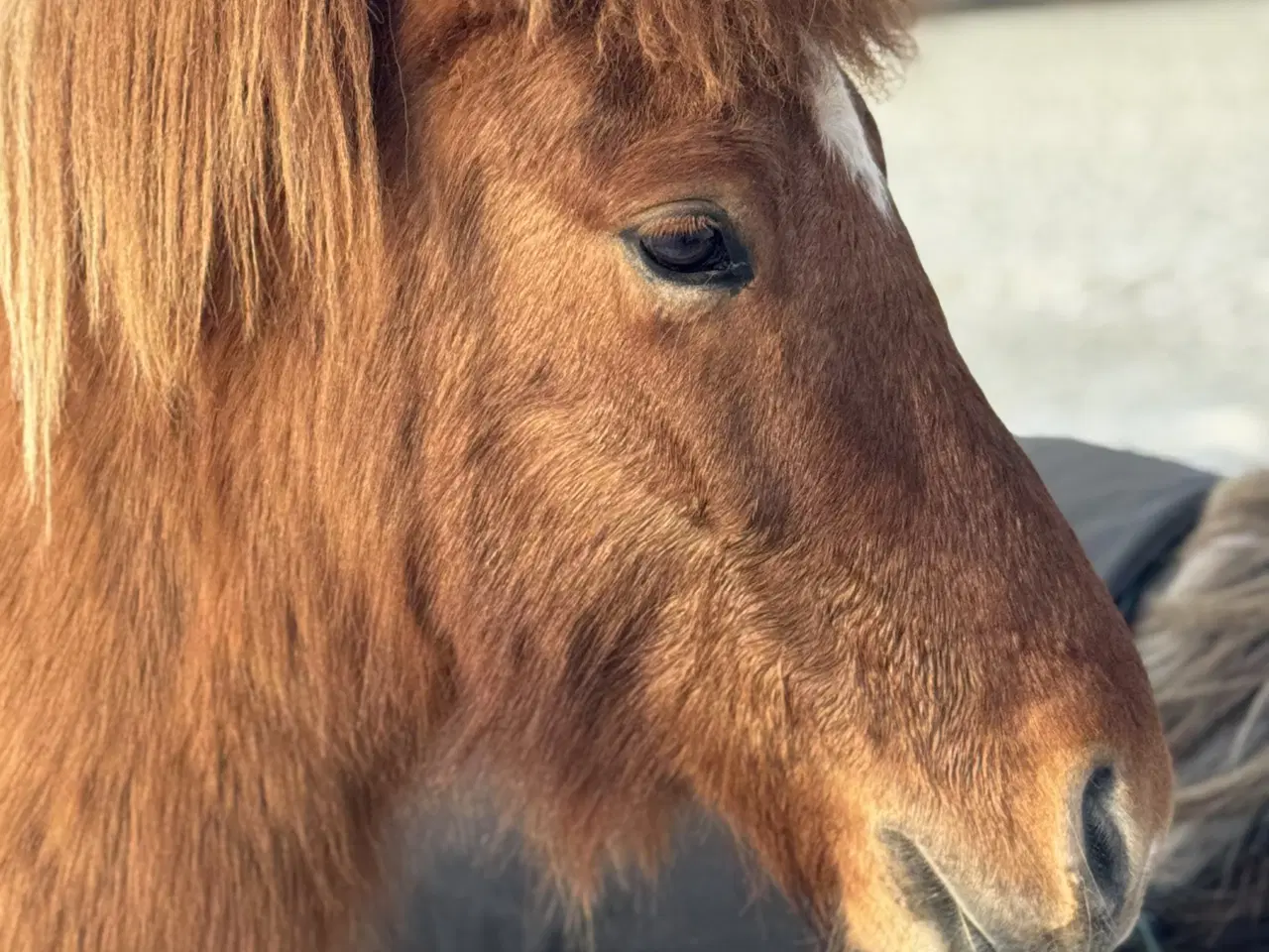 Billede 2 - Islænder