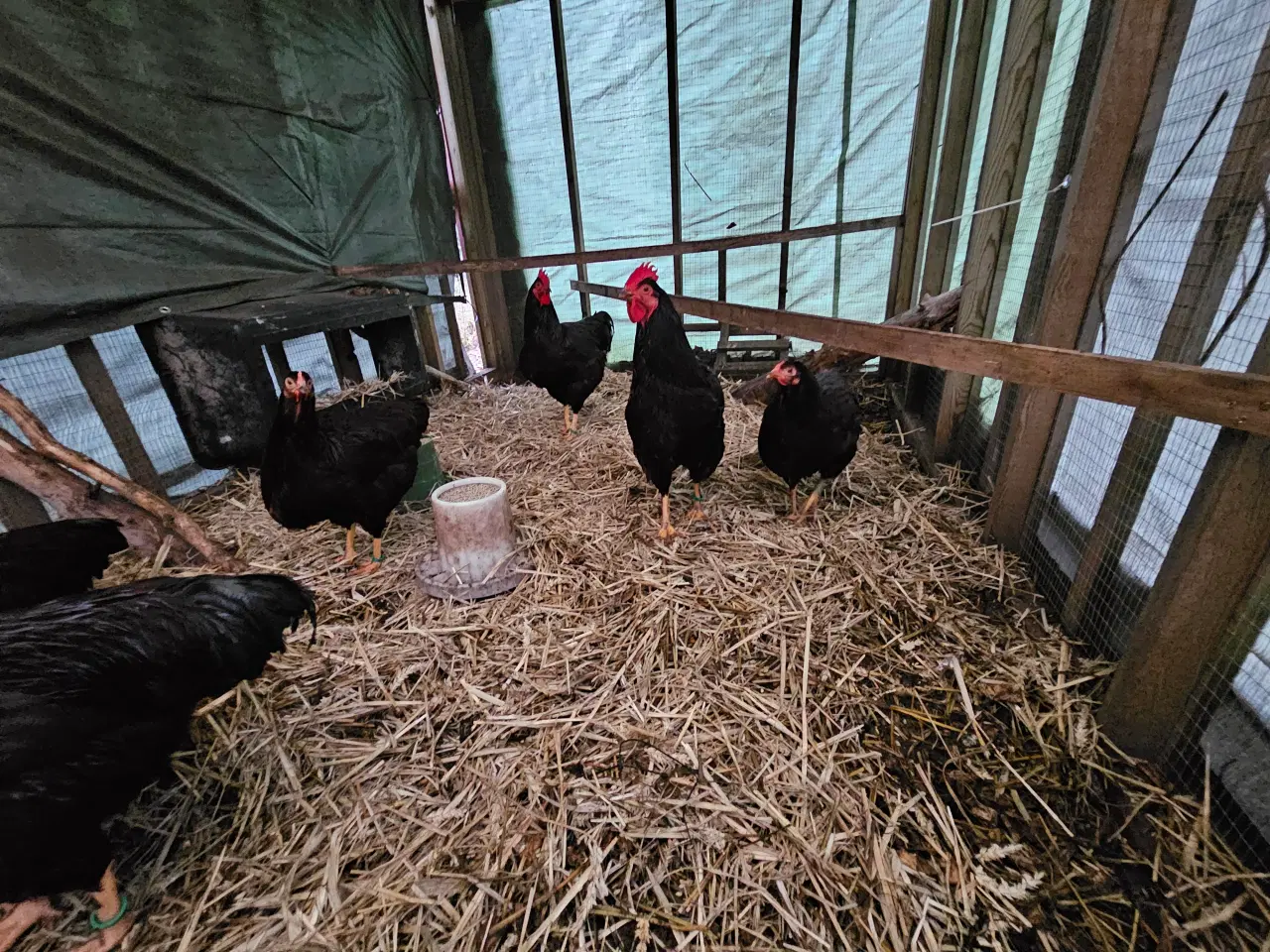 Billede 3 - Rugeæg af RIR- Rhode Island Red 