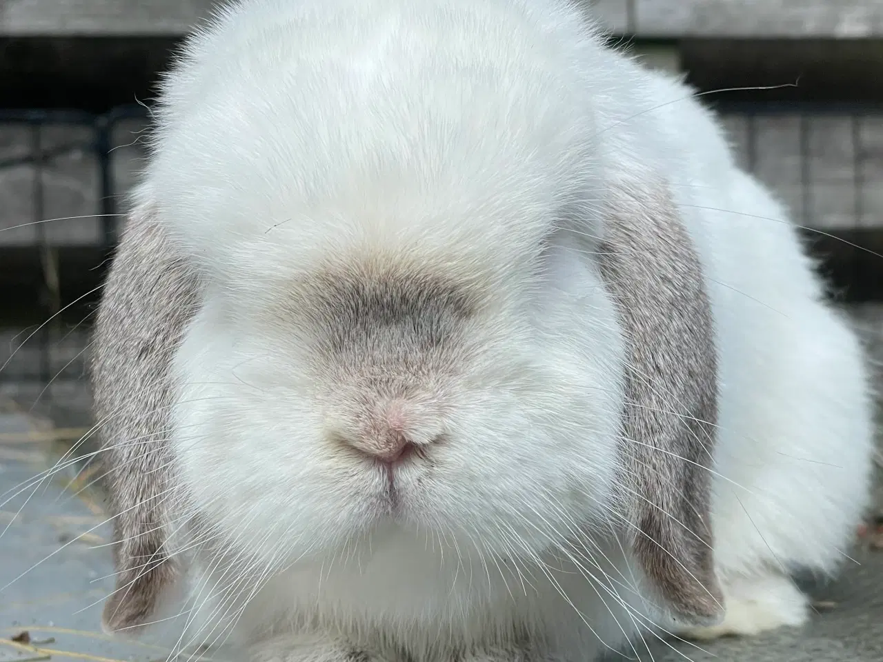 Billede 4 - Mini lop han inkl. løbegård, indhegning m.m. 