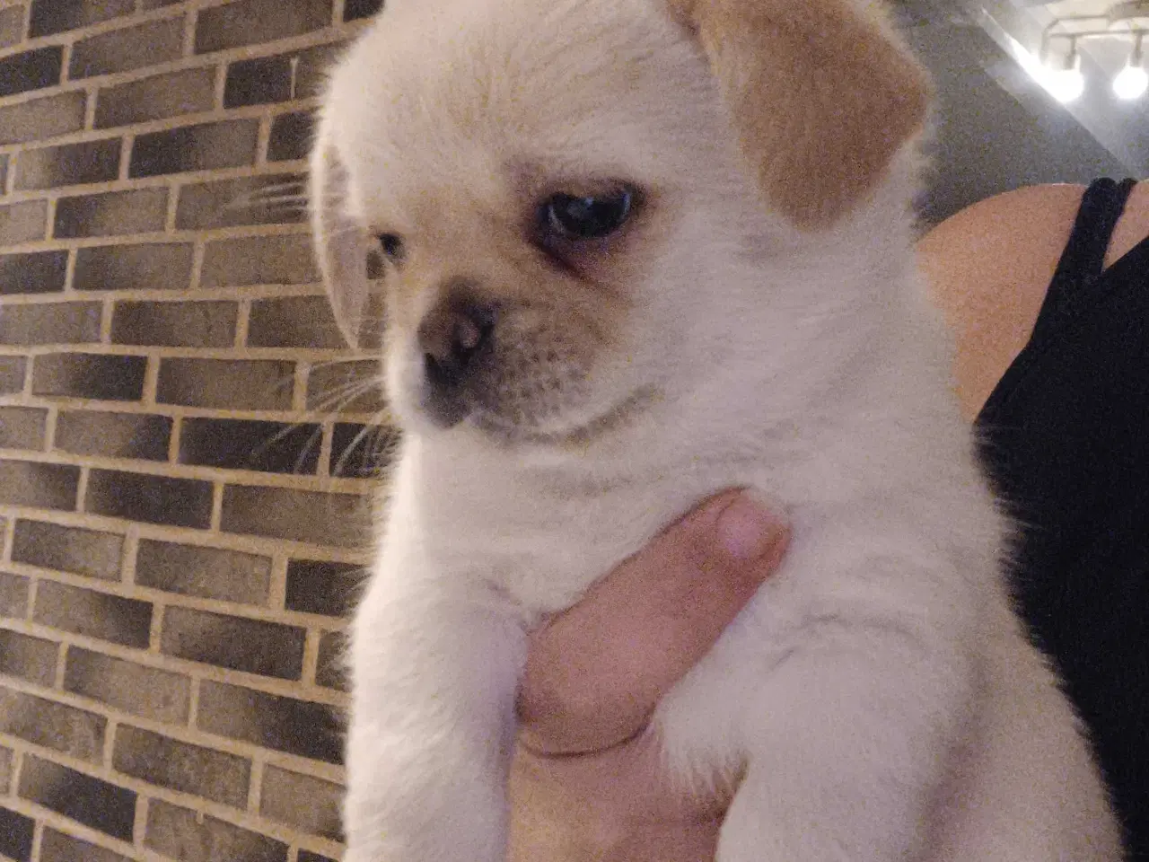 Billede 4 - Hvalpe søger nyt hjem 