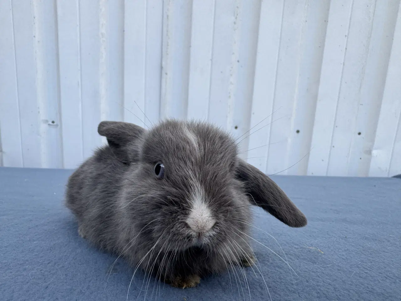 Billede 2 - Dværgvædder hunkanin