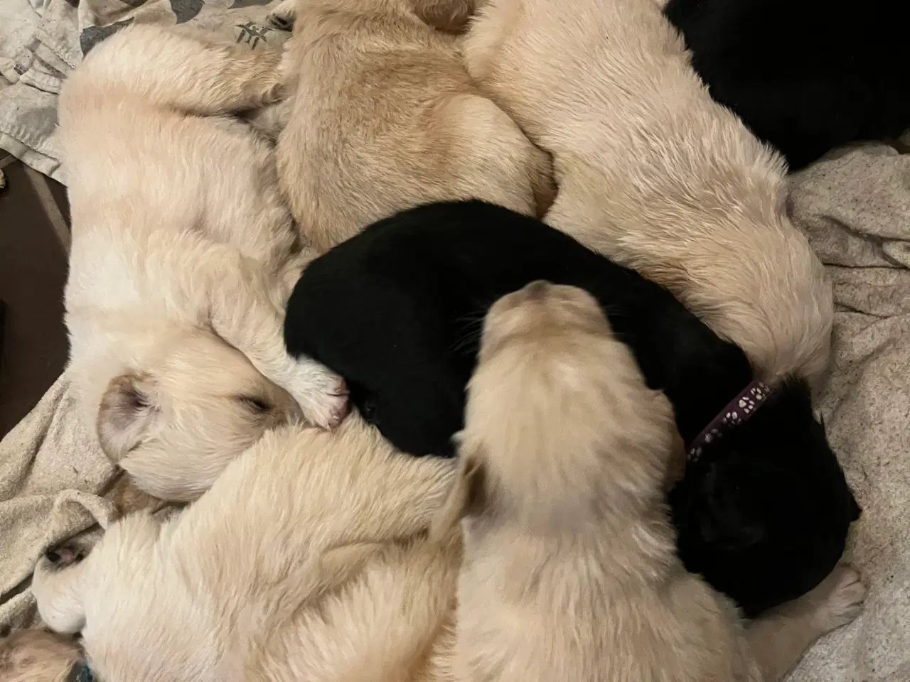 Billede 12 - Familie hunde søger nyt hjem