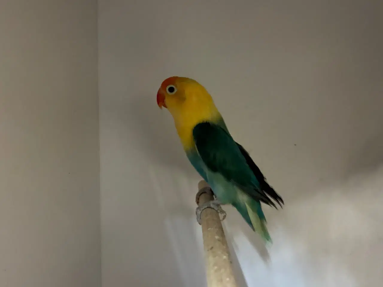 Billede 3 - Rødhovedet Dværgpapegøje