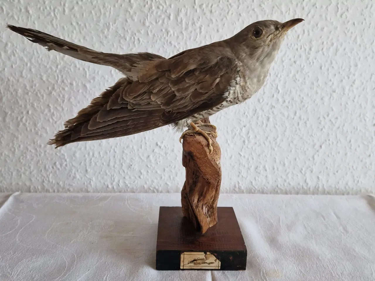 Billede 1 - GØG Cuculus Canonur Meget flot.