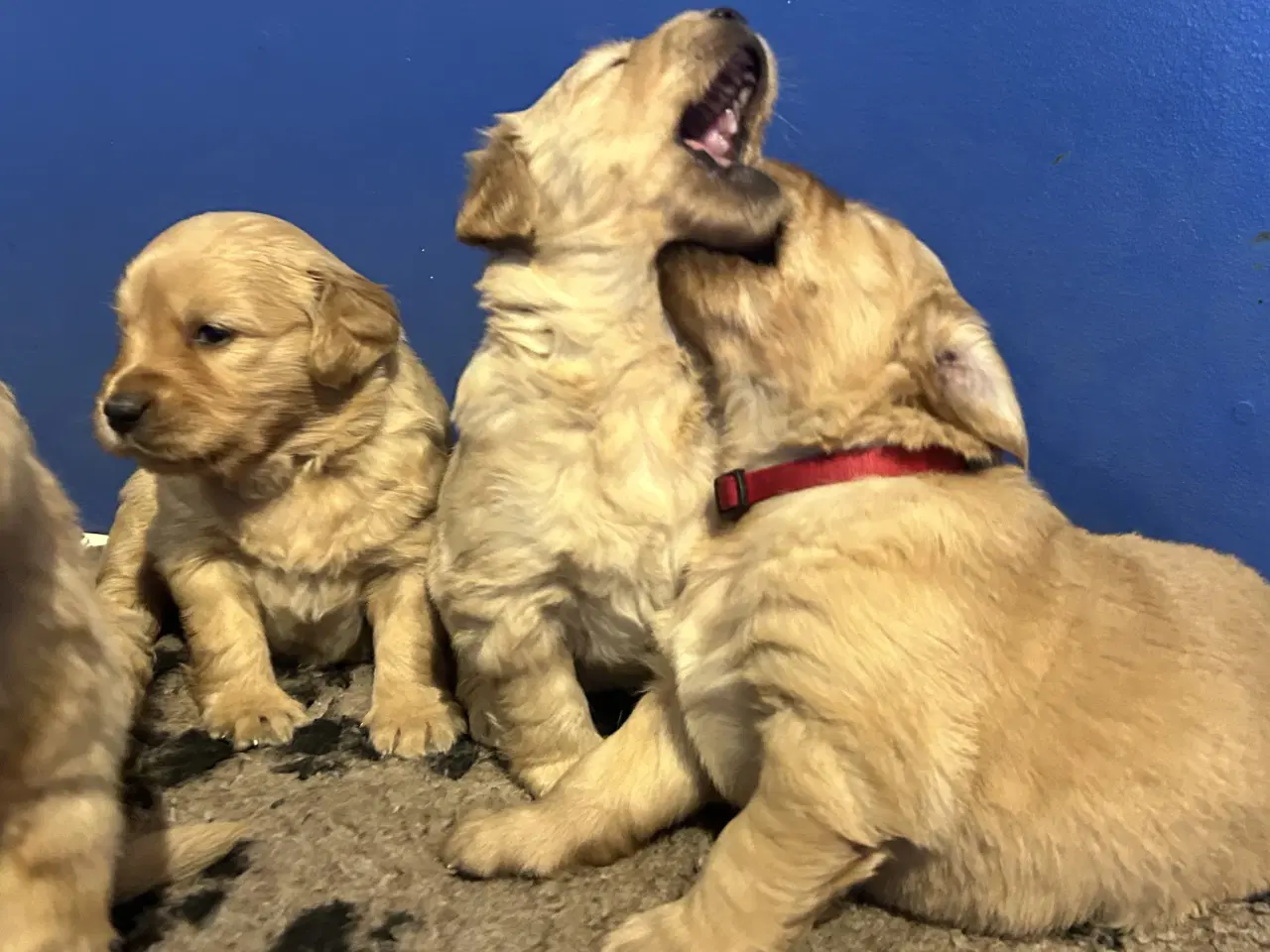 Billede 5 - Skønne Golden Retriever 