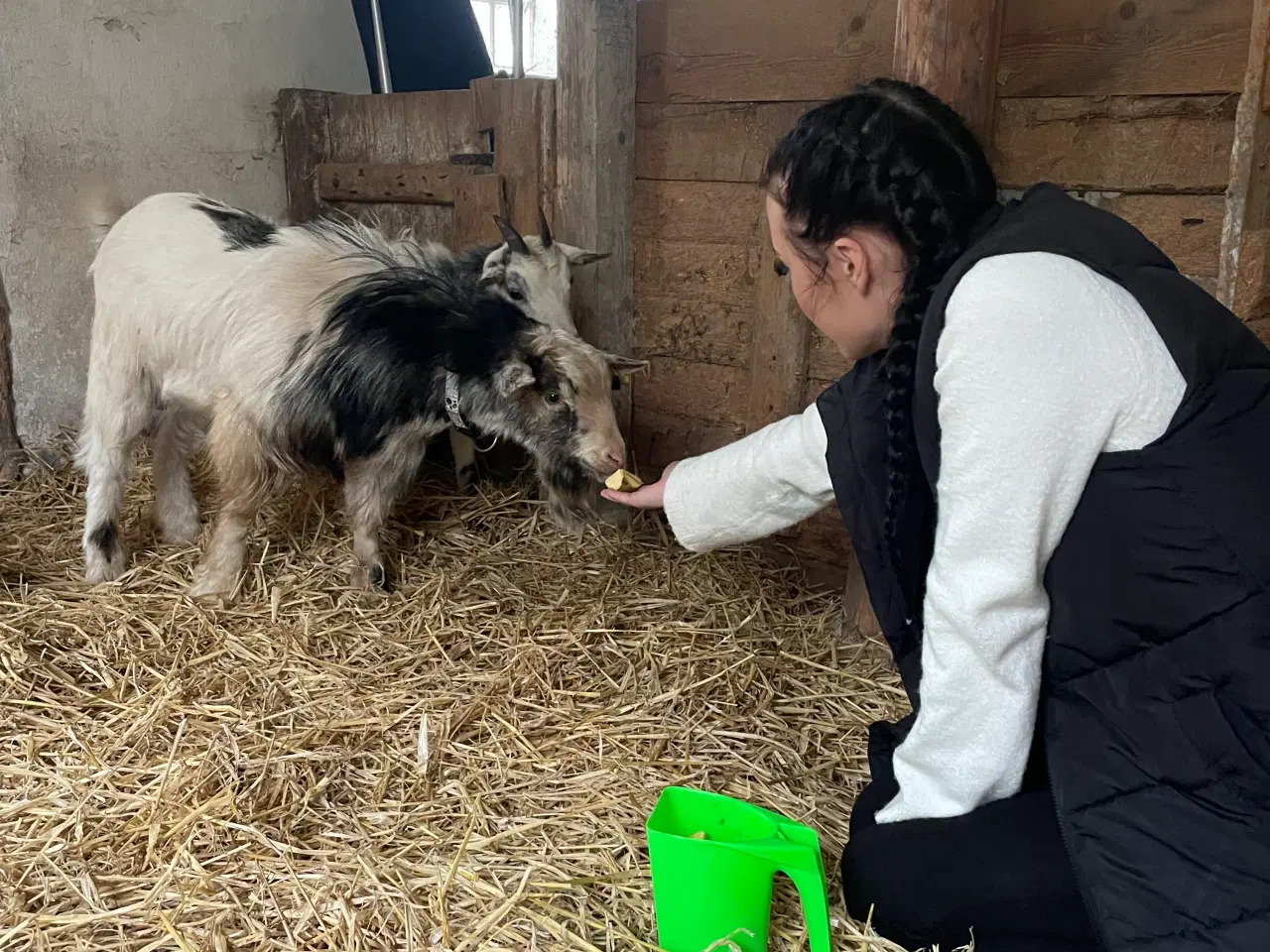 Billede 7 - 2 Dværggeder