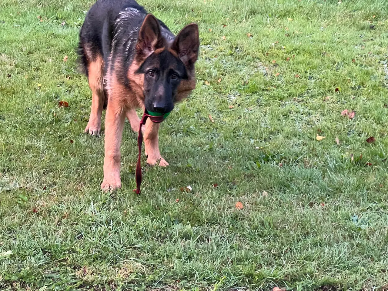Billede 4 - Schæferhund med DKK stambog