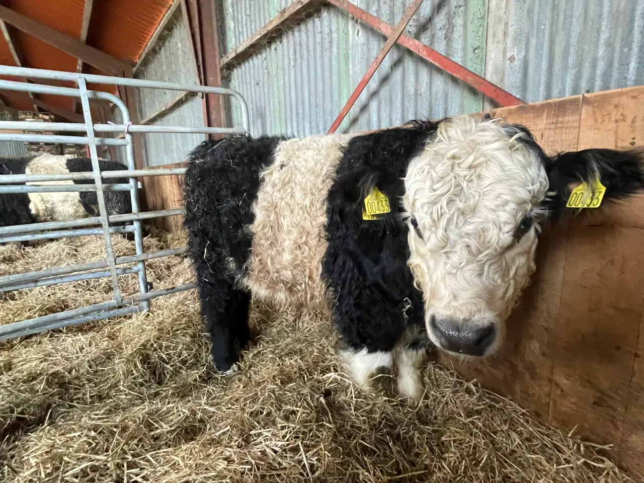 Billede 2 - Krydsnings tyrekalv