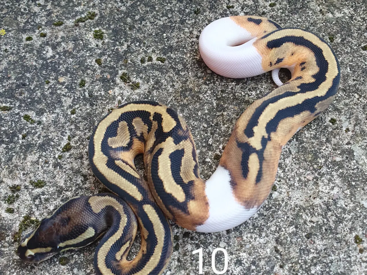 Billede 8 - Pied kongepythons. Opdateret.