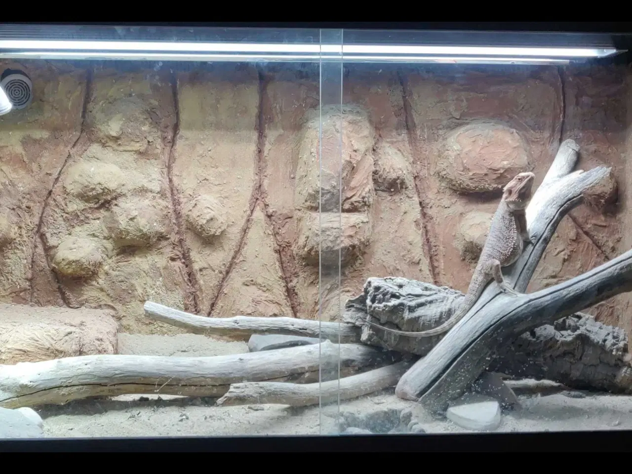 Billede 2 - Repti Terrarium