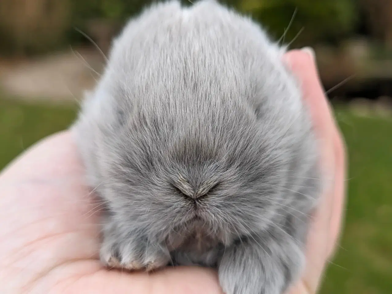 Billede 5 - Minilop kaninunge sælges 