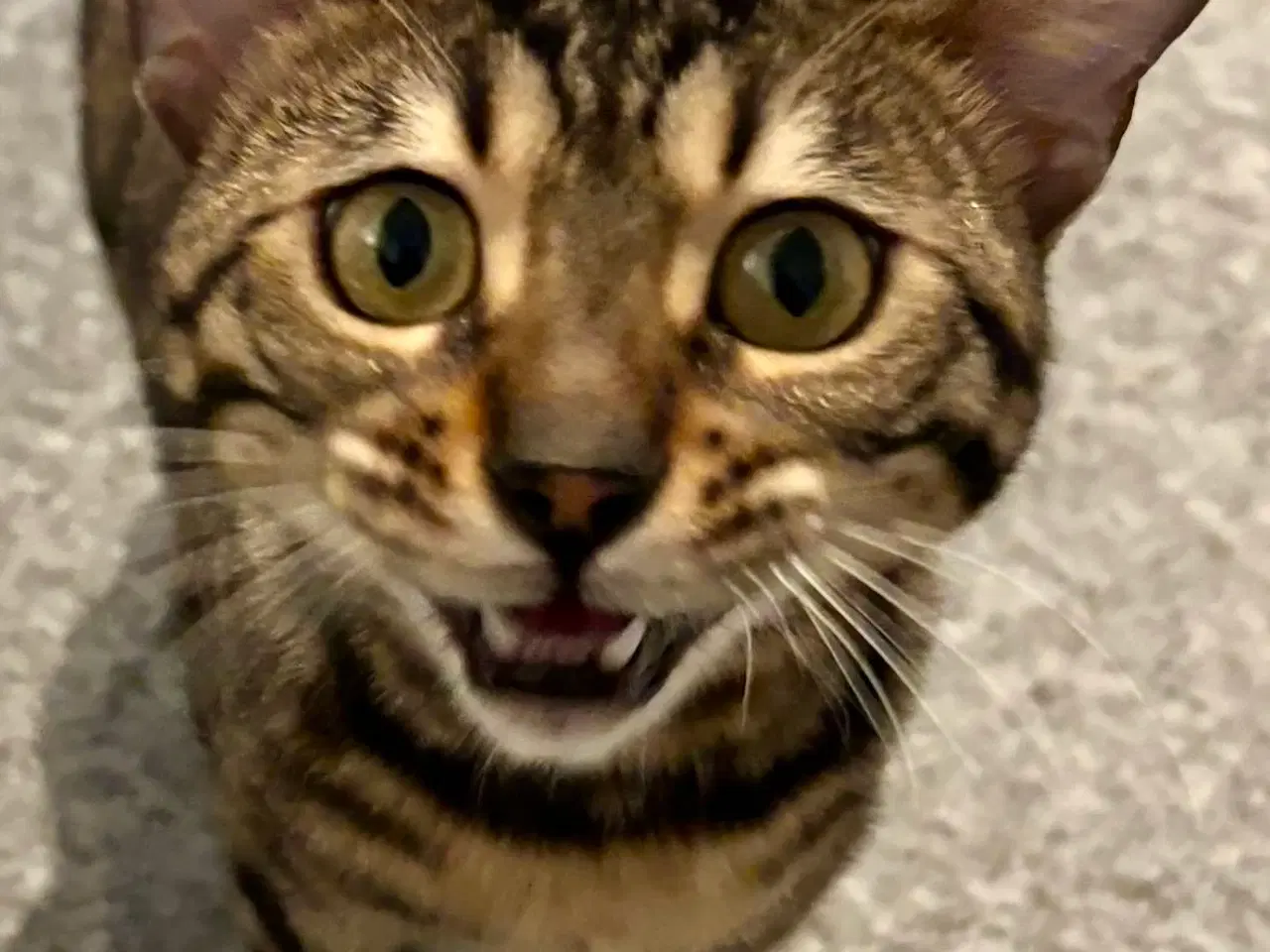 Billede 2 - Bengal kat