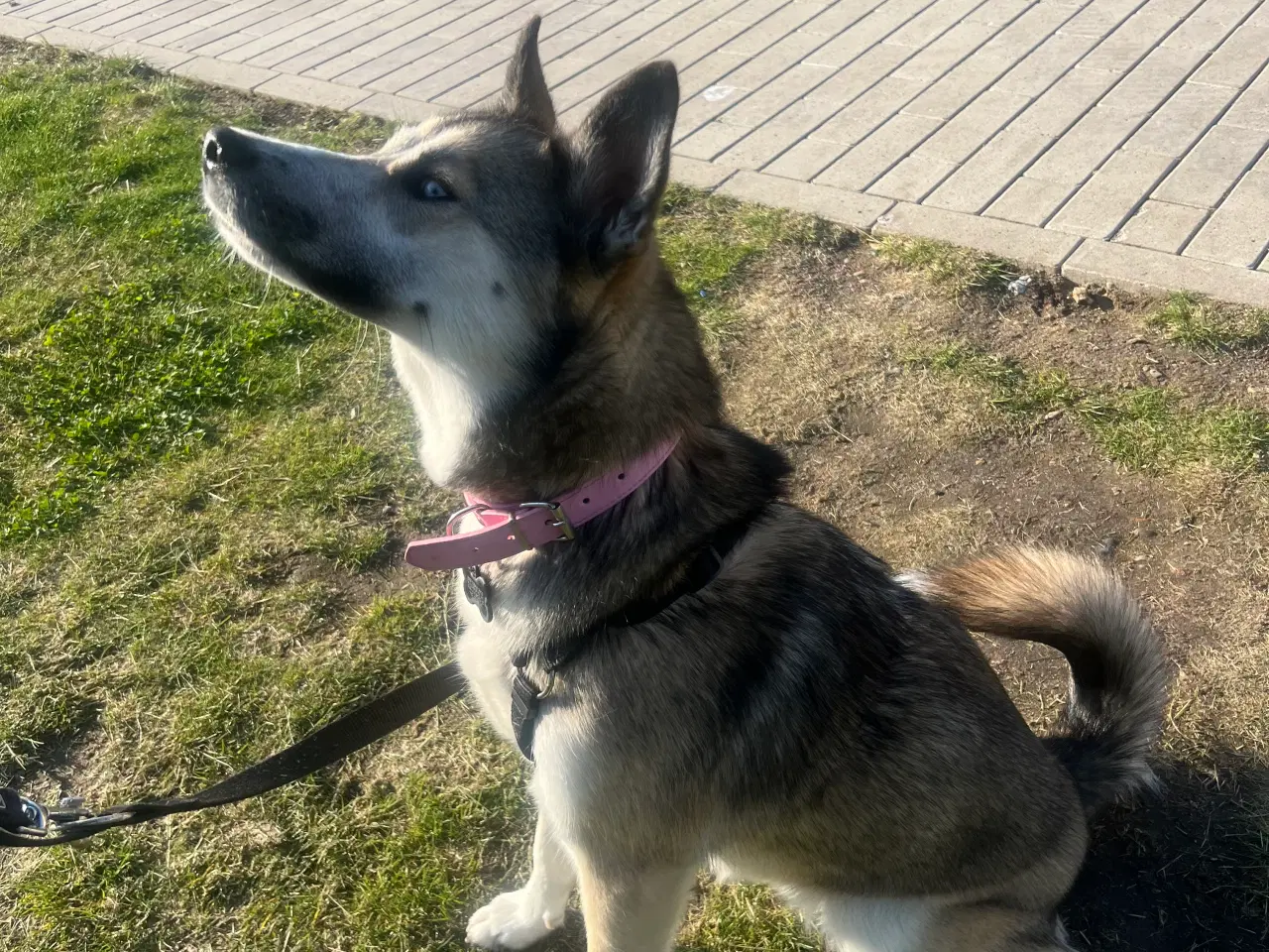 Billede 2 - Husky / Alaskan Malamute tæve