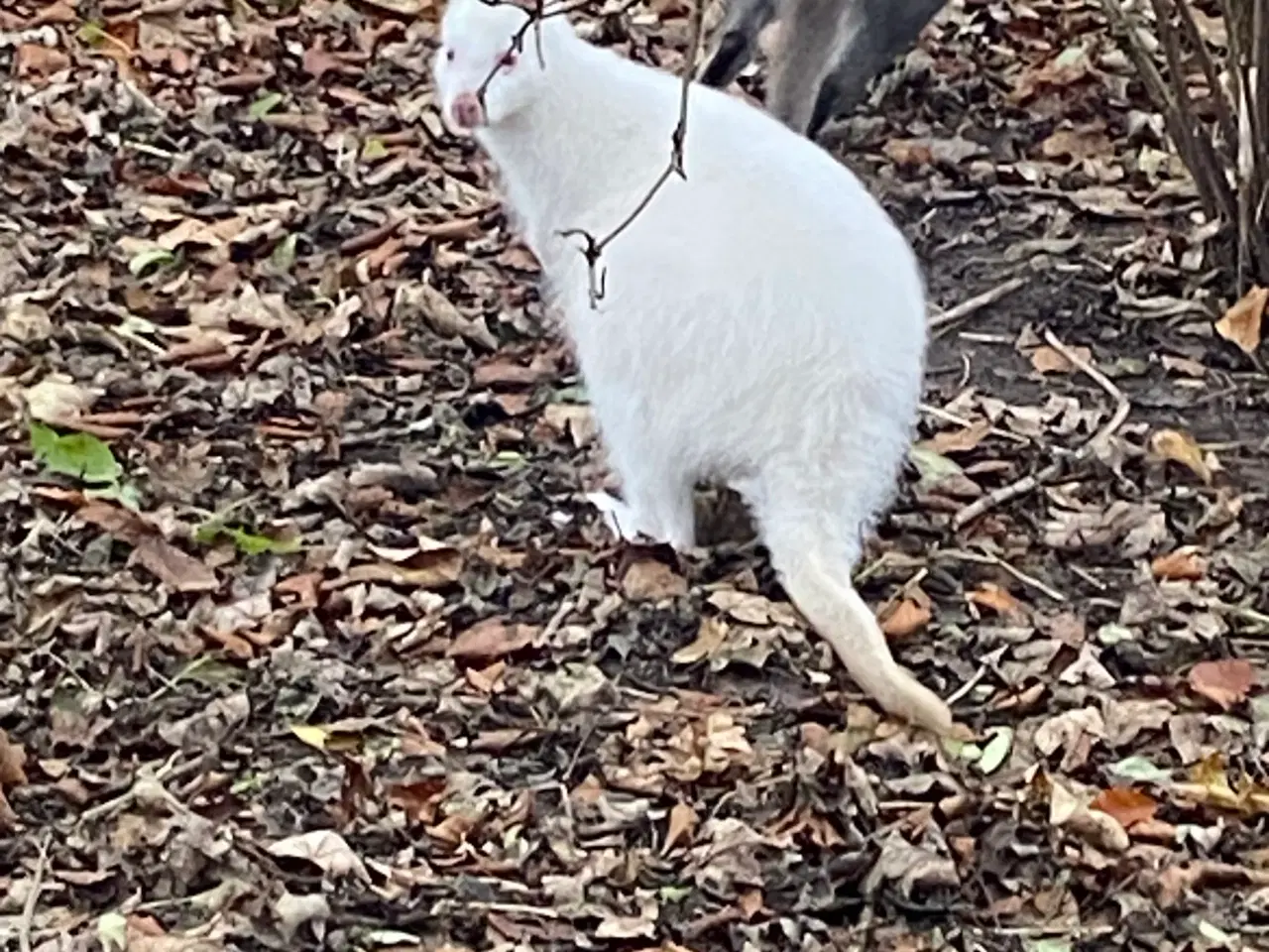 Billede 2 - Kænguro