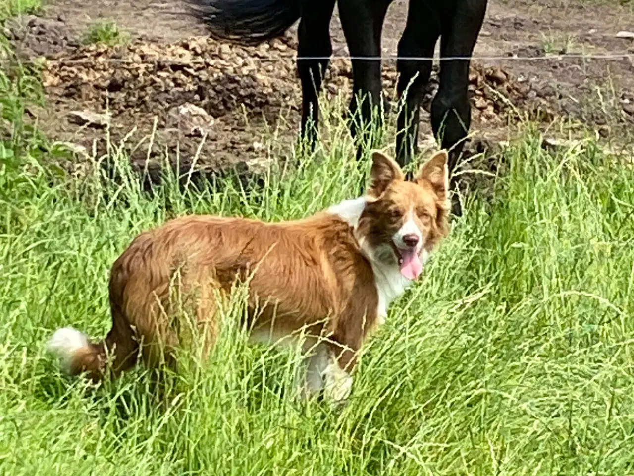 Billede 5 - Border collie tæve